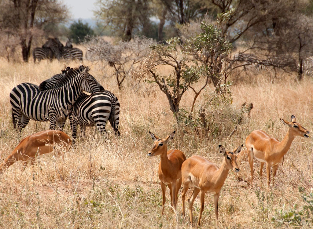 645e7315a429697875f14db4_Tarangire