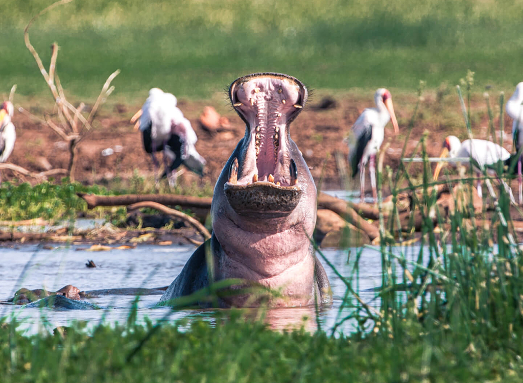 A-Hippo-in-Lake-Manyara-Arusha-Tanzania