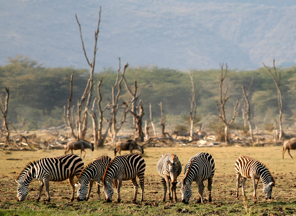 Lake_Manyara_Wildlife