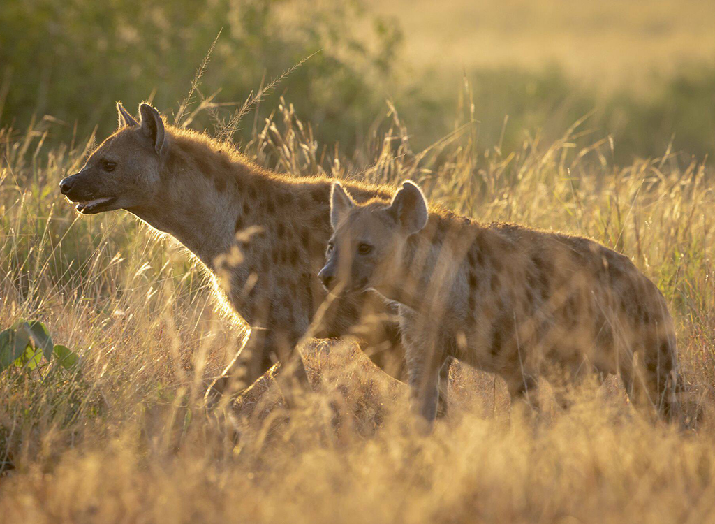Ngorongoro_Crater_Hyenas