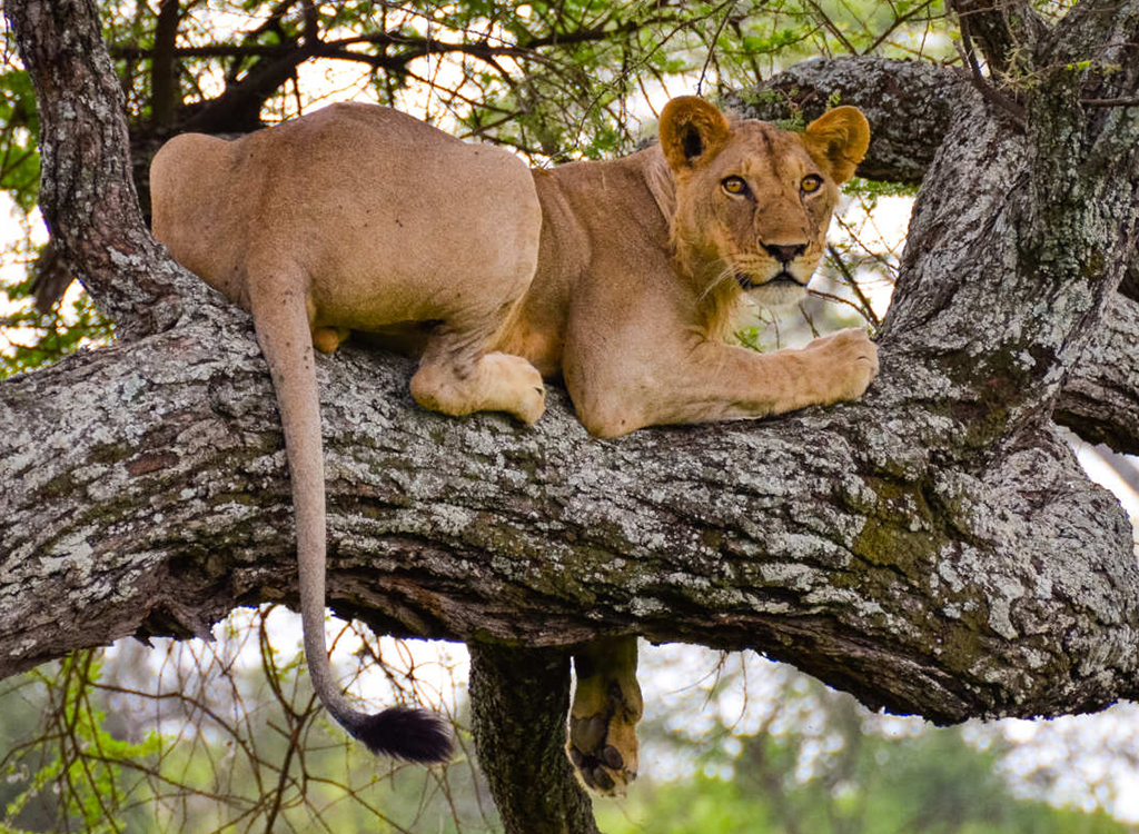 Tree-Lions-Tarangire