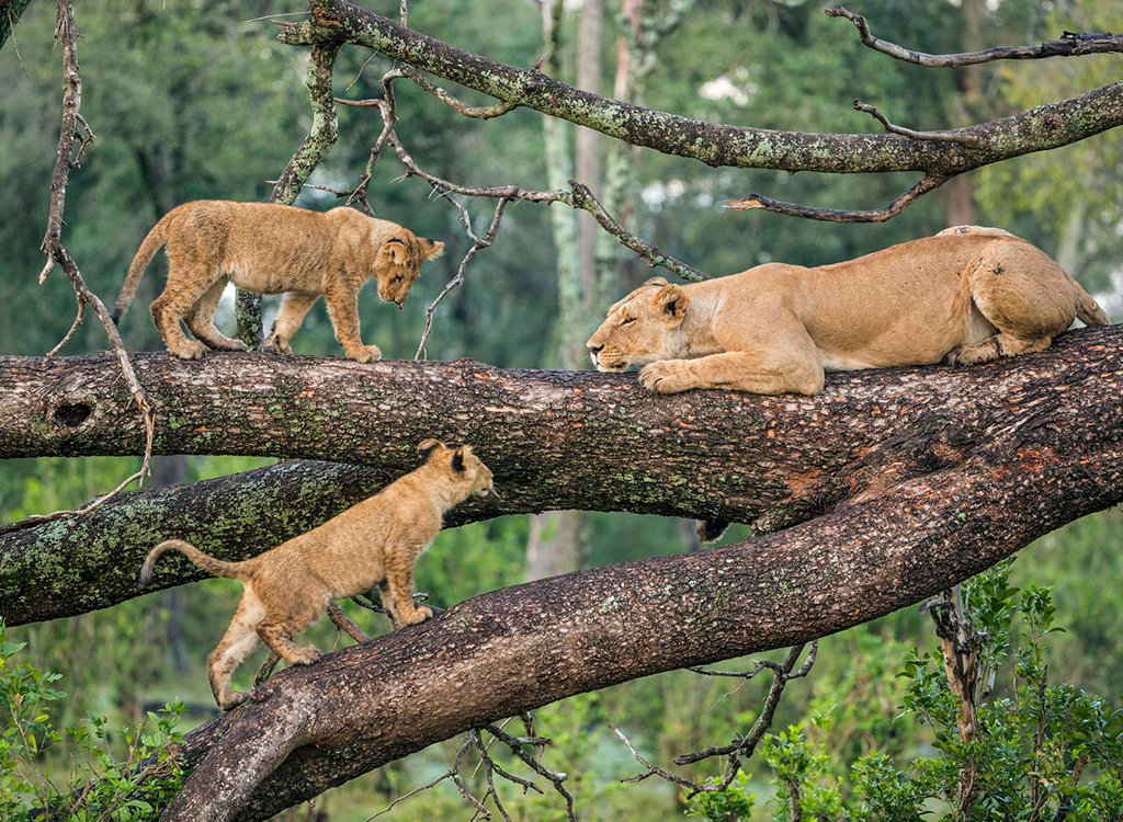 lake-Manyara-national-park-3
