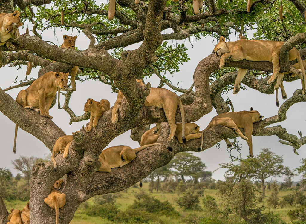 serengeti-national-park-1