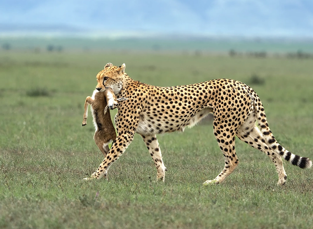 serengeti-safari-packages