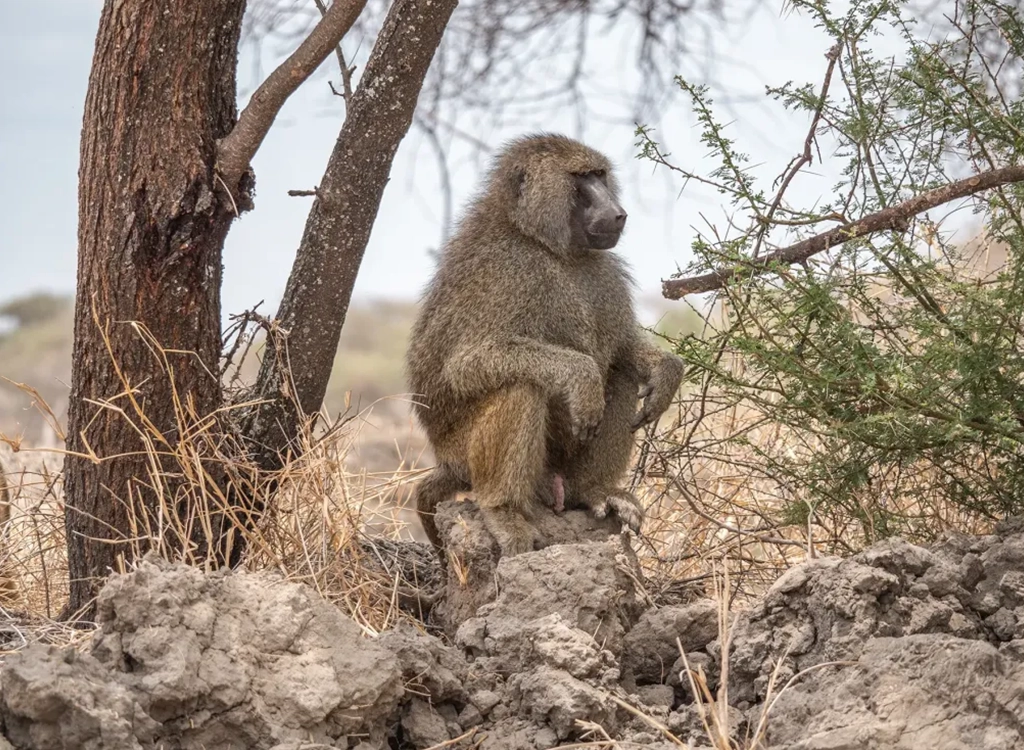 tarangire-tanzania-safari